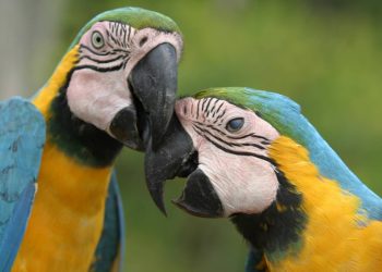 Fapeam destaca ações ambientais neste Dia Mundial do Meio Ambiente