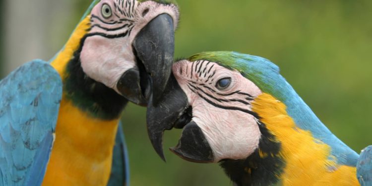 Fapeam destaca ações ambientais neste Dia Mundial do Meio Ambiente