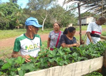 Governo do Amazonas promove cultivo de melancia para diversificar renda dos produtores