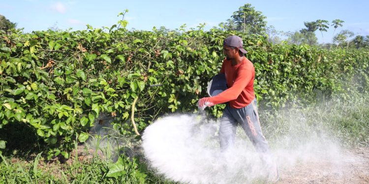 Governo do Amazonas Investe R$ 2 Milhões em Calcário para Correção do Solo