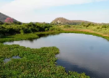 Estatuto do Pantanal é aprovado na Comissão de Meio Ambiente do Senado