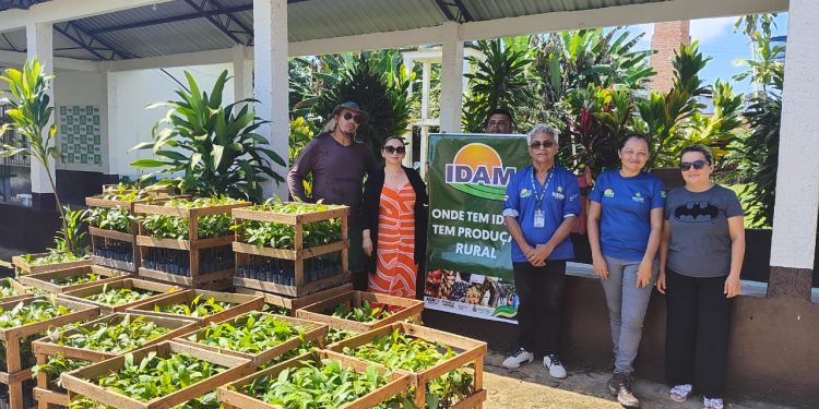 Agricultores familiares de Beruri recebem 2,5 mil mudas de castanha para fortalecer cultivo sustentável