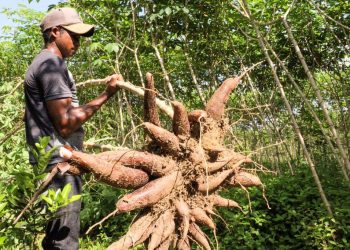 IDAM promove Dias de Campo dedicados à mandioca e piscicultura