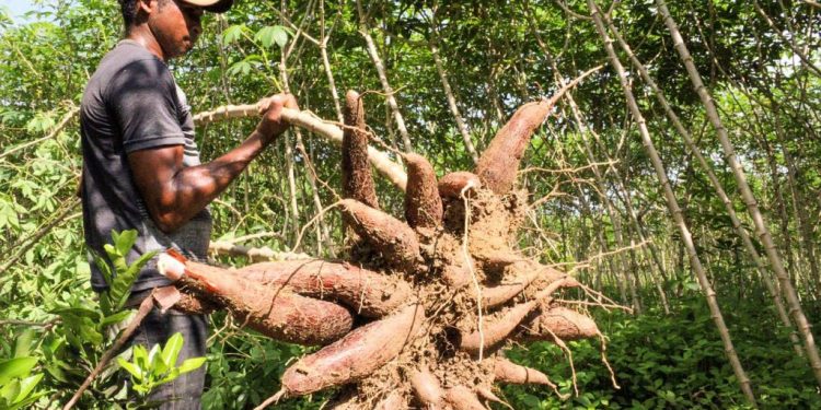 IDAM promove Dias de Campo dedicados à mandioca e piscicultura