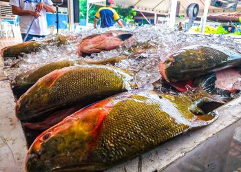 ADS capacita produtores rurais de Manaus em beneficiamento de pescado
