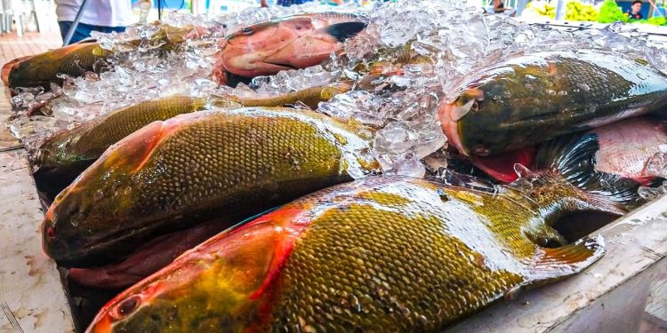 ADS capacita produtores rurais de Manaus em beneficiamento de pescado