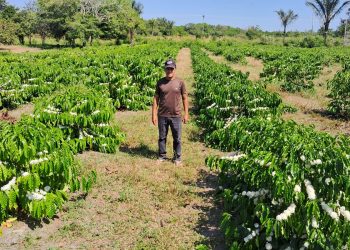 São Sebastião do Uatumã Deve Produzir 1,2 Tonelada de Café com Apoio do Idam