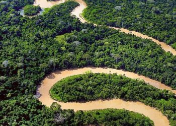 Dia da Amazônia: Novo Modelo de Negócio em Restauração Ambiental