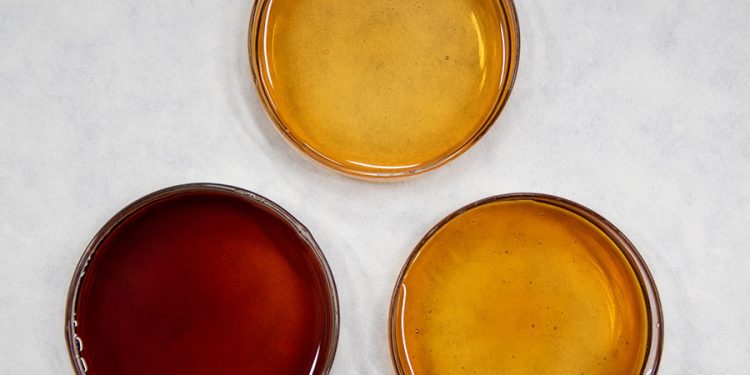 Mel da florada do açaí possui altos teores de compostos antioxidantes