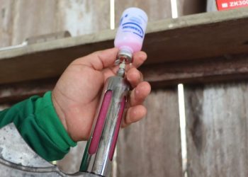 Adaf promove vacinação obrigatória contra a raiva, em Santo Antônio do Içá