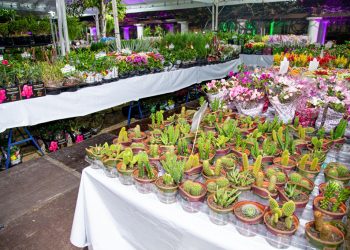 Adaf autoriza a realização da Feira de Flores de Holambra em Manaus