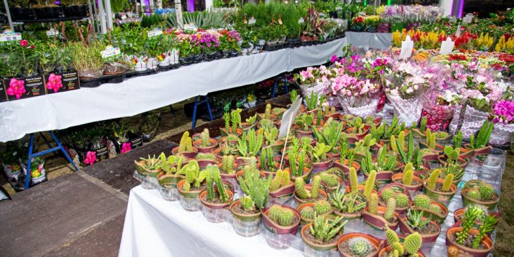 Adaf autoriza a realização da Feira de Flores de Holambra em Manaus