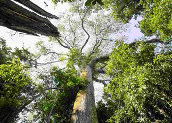 Parque Estadual das Árvores Gigantes da Amazônia é criado no estado do Pará