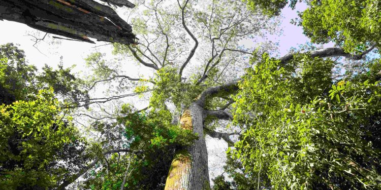 Parque Estadual das Árvores Gigantes da Amazônia é criado no estado do Pará