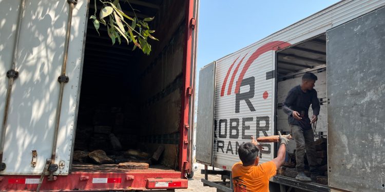 Seringueiros da Amazônia garantem renda de R$ 441 mil com borracha nativa