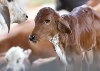 Adaf prorroga vacinação e notificação da segunda etapa de imunização contra a brucelose