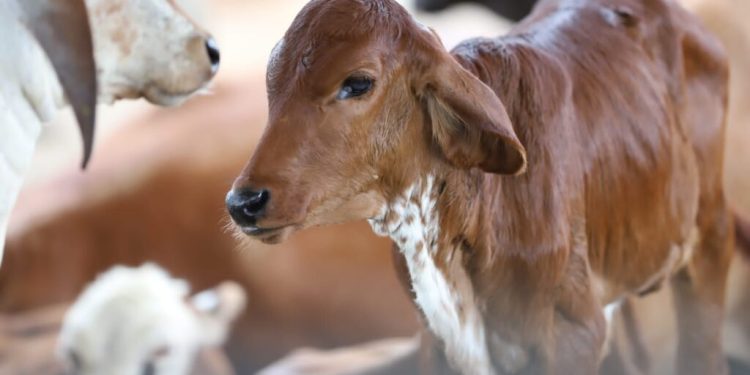 Adaf prorroga vacinação e notificação da segunda etapa de imunização contra a brucelose