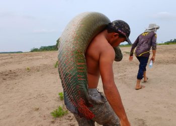 Sepror aponta oportunidade de negócios com pirarucu de manejo a pescadores de Iranduba