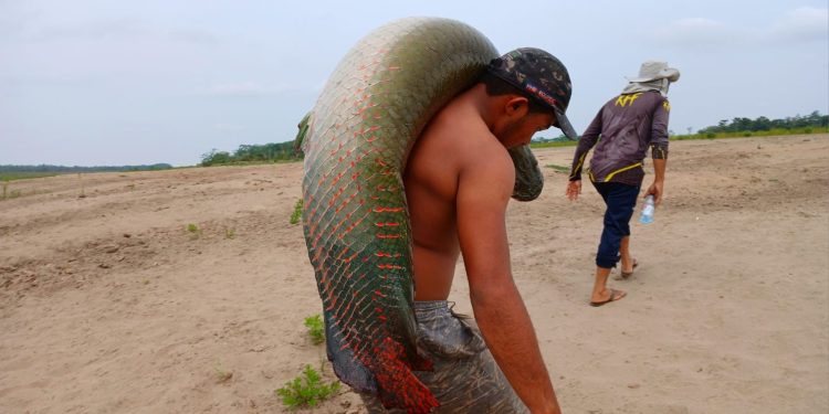 Sepror aponta oportunidade de negócios com pirarucu de manejo a pescadores de Iranduba