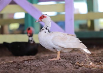 Adaf prorroga prazo para atualização cadastral de animais até dia 20 de dezembro