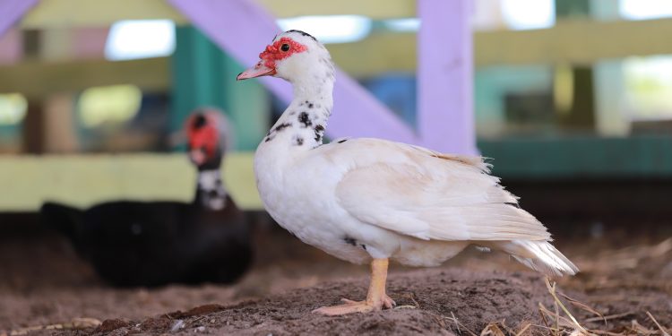 Adaf prorroga prazo para atualização cadastral de animais até dia 20 de dezembro