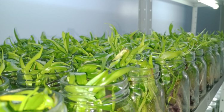 Startup desenvolve técnica para ampliar produção de mudas de bananas