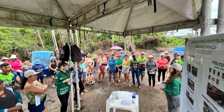 Idam realiza demonstrações de método sobre produção de abacaxi em Barreirinha