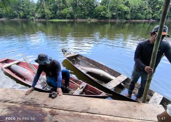 Em Tonantins, Idam auxilia captura de pirarucu manejado para o PAA