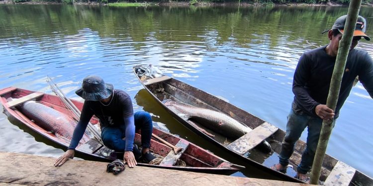 Em Tonantins, Idam auxilia captura de pirarucu manejado para o PAA