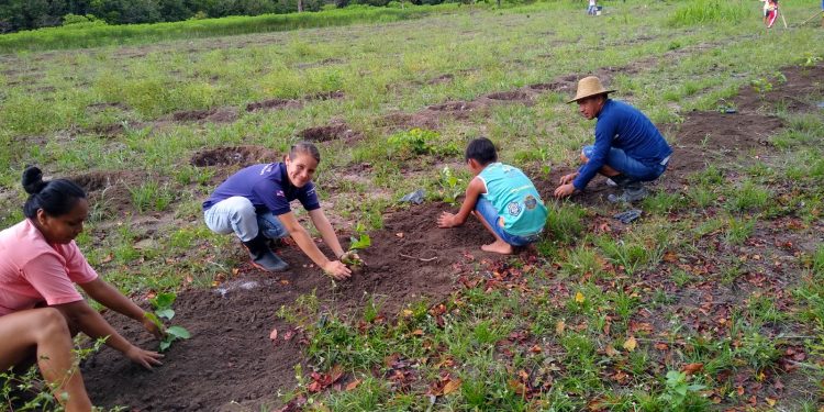 Em São Sebastião do Uatumã, Idam incentiva implantação da produção cafeeira