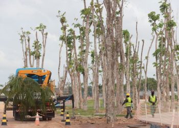 Mais de 100 árvores da Amazônia são transplantadas para obras da COP 30 em Belém