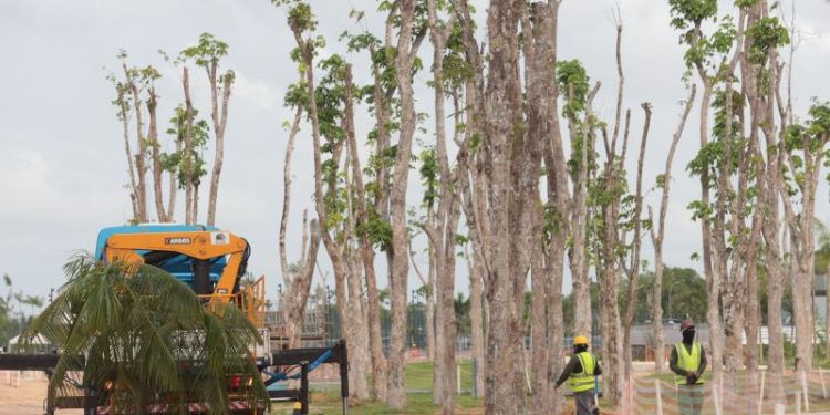 Mais de 100 árvores da Amazônia são transplantadas para obras da COP 30 em Belém