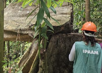 Ipaam anuncia Período de Defeso Florestal no Amazonas