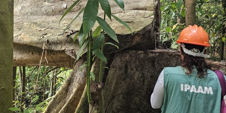 Ipaam anuncia Período de Defeso Florestal no Amazonas