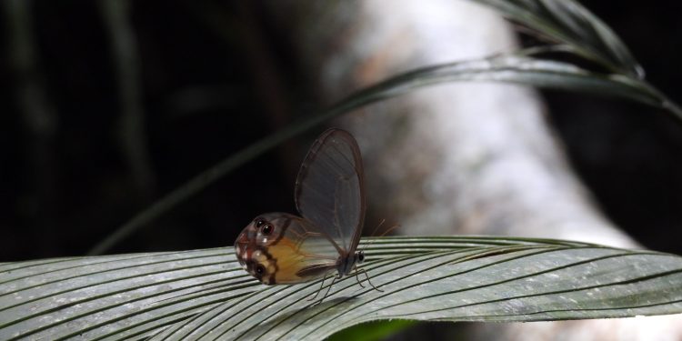 Pesquisa produz guias ilustrados com espécies de borboletas que se alimentam de frutos
