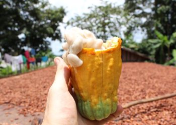 Chocolate amazônico com impacto socioambiental é desenvolvido