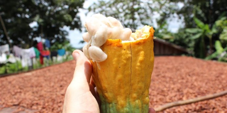 Chocolate amazônico com impacto socioambiental é desenvolvido