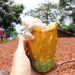 Chocolate amazônico com impacto socioambiental é desenvolvido
