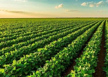 Safra recorde deve reduzir preço dos alimentos