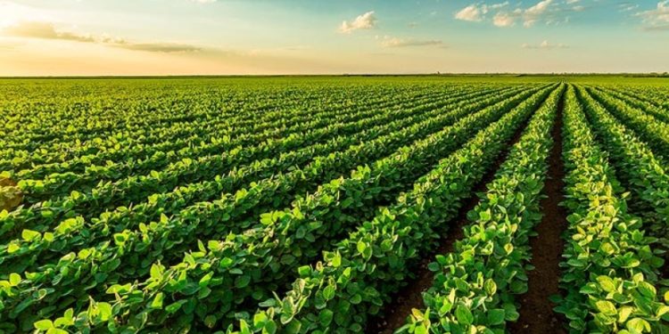 Safra recorde deve reduzir preço dos alimentos