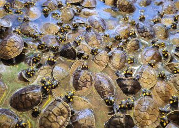 Mais de 4,9 mil quelônios são devolvidos à natureza