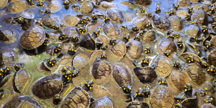 Mais de 4,9 mil quelônios são devolvidos à natureza