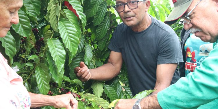 ADS faz visita técnica visando impulsionar produção e venda do café