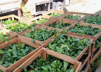 Idam distribui 8,6 mil mudas de castanha-do-Brasil para extrativistas