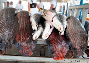 Governo do AM apoia estudo sobre bioeconomia amazônica