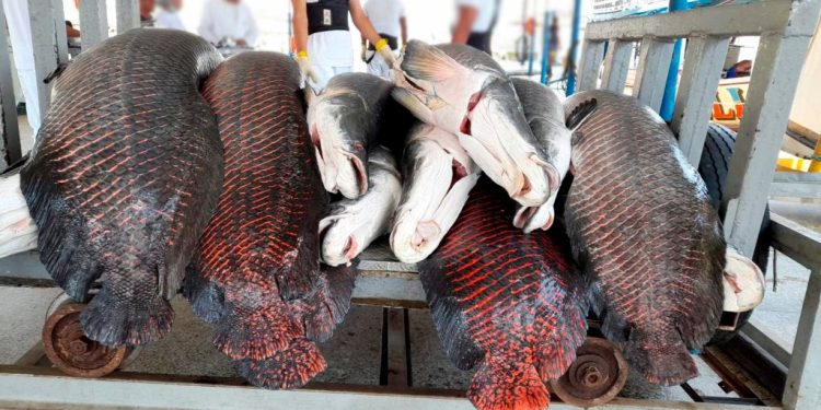 Governo do AM apoia estudo sobre bioeconomia amazônica