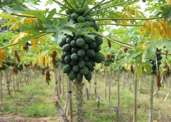 Sepror divulga datas limites de inscrição no Garantia Safra no Amazonas