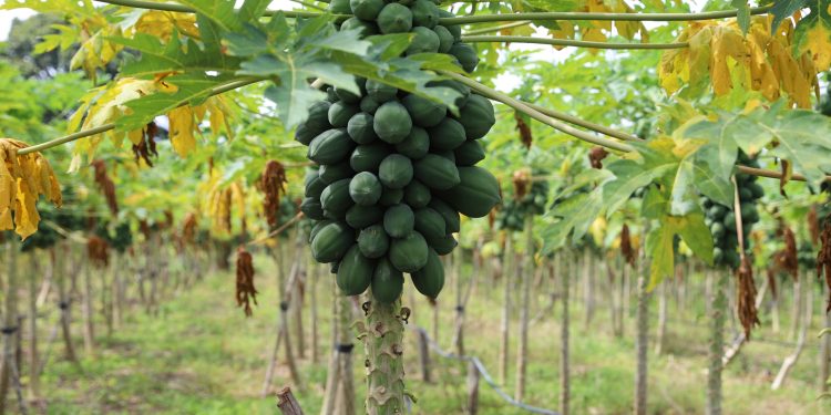 Sepror divulga datas limites de inscrição no Garantia Safra no Amazonas