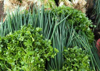 Preme atinge recorde de credenciados e beneficia agricultores de 42 municípios