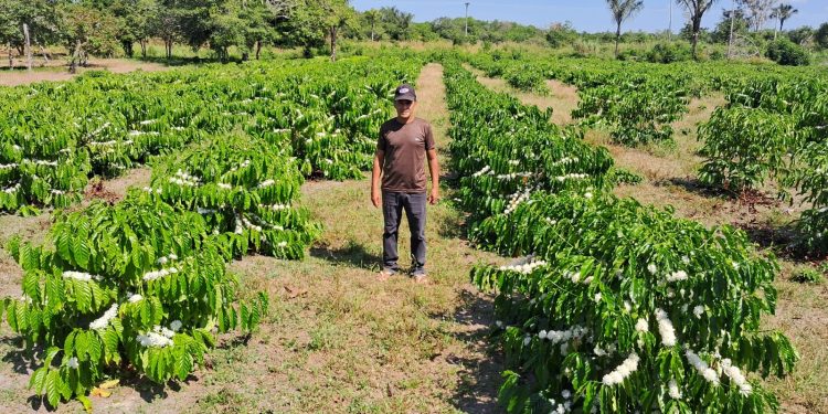 Idam está com as inscrições abertas para o “Dia do Campo do Café”